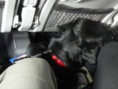 １５日大変なことがあった。

乗り換えのポートランドの飛行場の
待合室で電動車いすの人と大きな黒い犬が
居ることは知っていた。
毛並みが良くて体が黒光りしていた。
機内は両側３列の席だった。
飛行機内に入ると介助犬が私の椅子に頭を乗せて
いるではないか。

驚いて
「Can I sit down?」と
私が言うと即座に
「NO！」と
私の席の通路側のきれいな女性に言われてしまった。
他の席は満席だった。