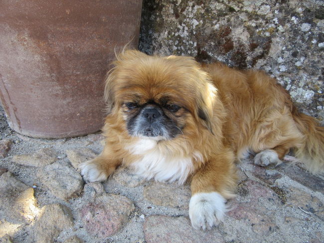 おじいちゃんとお散歩中のわんこ。