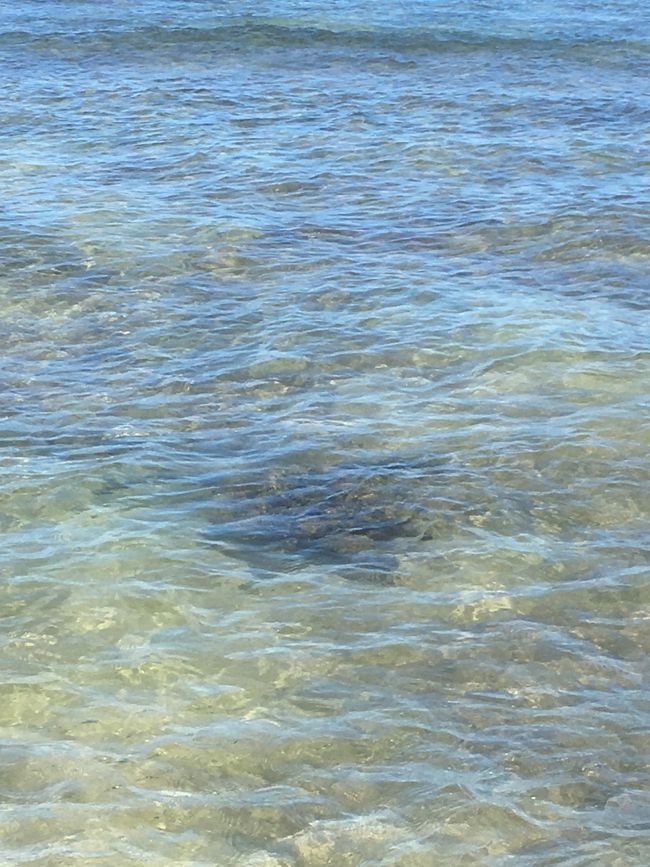 いました〜！２匹！！