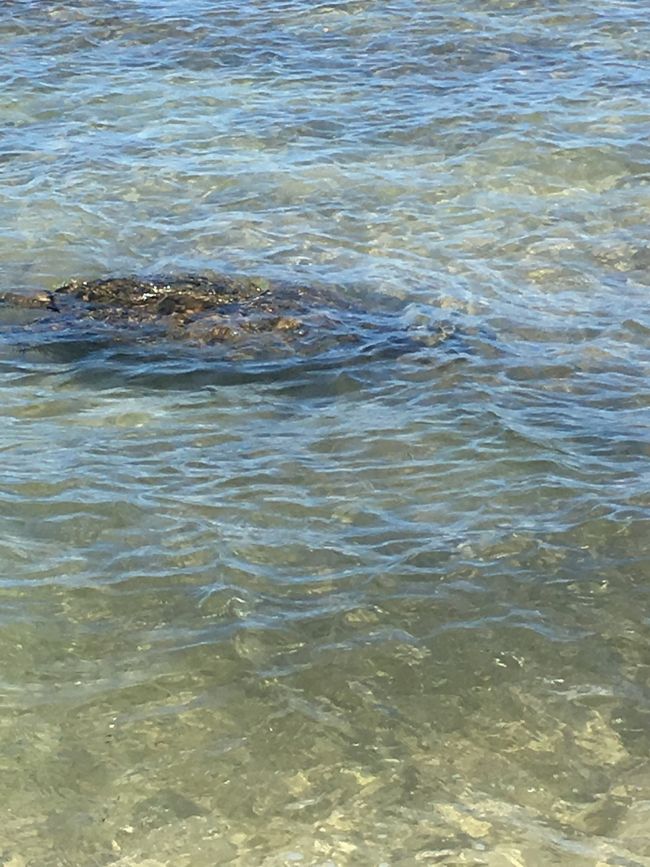 悠々と泳いでいました。<br />時々、ヒョコッと顔を出して、サービスしてくれました。<br /><br />良かった〜、会えて。<br />タロさんは、初の海ガメにちょっとビックリしていました。