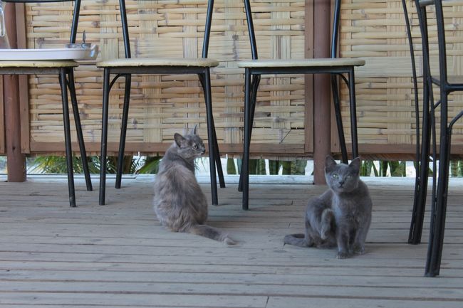 朝食場所には可愛いニャンが待っていました<br />遠くの方からインドリの声が聞こえてきたので急いで支度して出発です<br />このロッジは公園からは少し離れているので、インドリの声で目覚めたい方にはお勧め出来ません<br /><br />さて、ペリネ国立公園へ出発です<br />