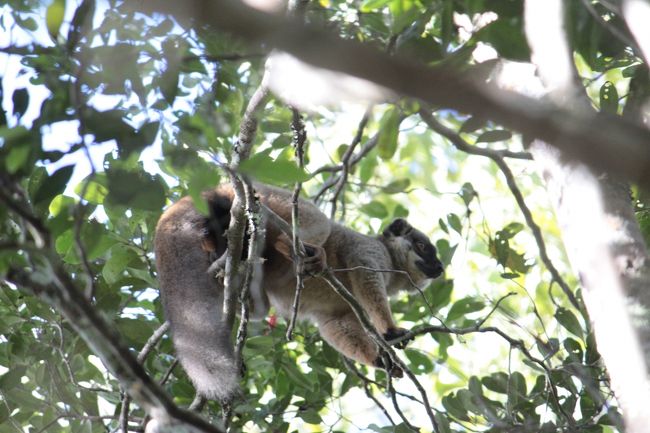 早速チャイロキツネザル
