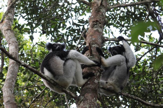 つい最近のTVでインドリの夫婦はかかあ天下だって言っていたのが面白かった<br />家庭円満でありますように<br />