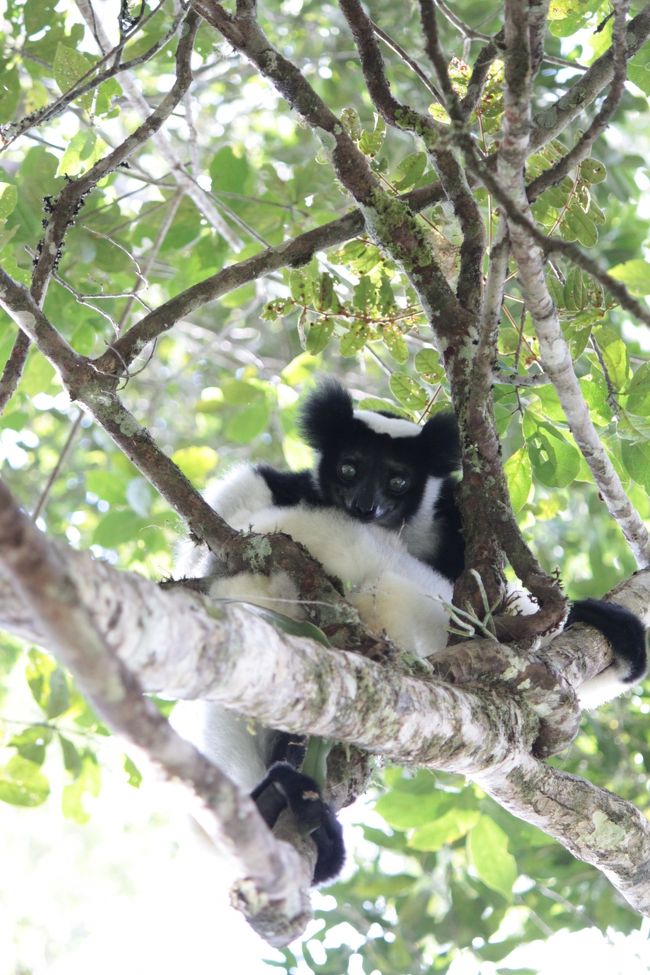 ミッキーマウスのモデルはネズミではなくインドリだと思うに一票