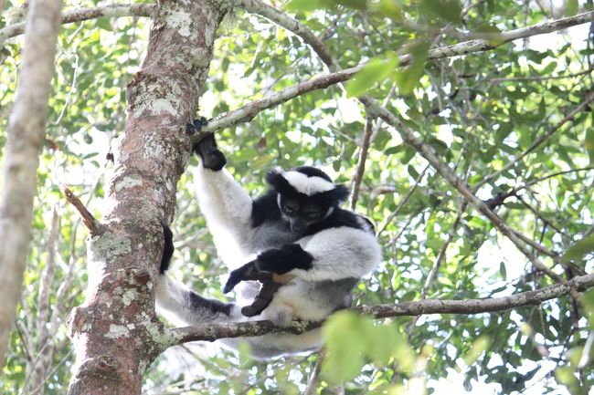 NHKの番組の中で、インドリと福山さんが求愛の合図（口をすぼめてポンっと音を出す）を出し合っていたのに感動して私達も真似してやってみました<br />流石はインドリ、求愛する相手をよく心得ているようで全く相手にもされませんでした<br />