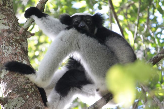 アップで<br /><br />この後、一斉にインドリの群れが鳴きだし間近で聞く声の大きさは、人間では出せないものすごい声です<br />けたたましい声が森中響き渡り感動しました