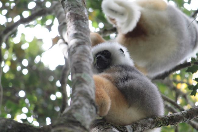 こちらもふわふわしていて可愛い