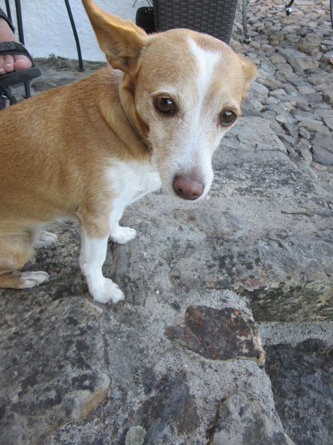 最初、私のところで一緒に遊んでいたわんこ。しかし飽きたのか、次は<br />隣のロシア人風美人の膝の上に乗り、超ご機嫌♪<br />くぅ〜〜(T_T)