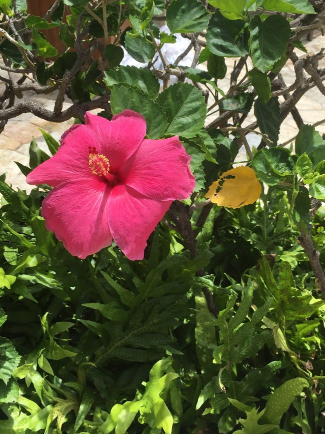 プール内のハイビスカス。<br />ハワイは、花に溢れていますよね。<br /><br />タロさん、日本を発つ前は水に顔をつけることができませんでした。。。<br />が！<br />