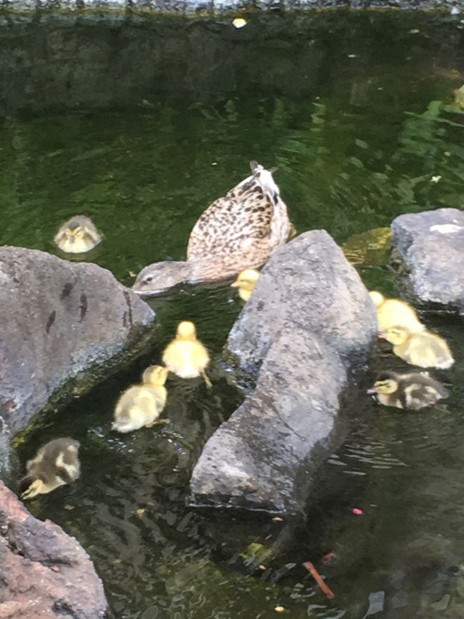 パラダイスプール内の池には、カモの親子が。<br />ホンワカします。<br /><br />お昼過ぎまでタップリ遊んだら、タロさんも納得してプールからあがりました。<br />ジャグジーで身体を温めてから部屋へ戻りました。