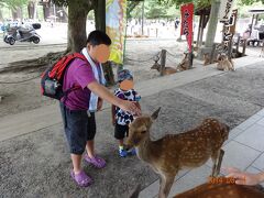 通天閣から、一気に車を飛ばして、奈良の東大寺まで来た。

境内に入ると、さっそく鹿がお出迎え。
というか、ここには何回か来たことがあるけど、鹿ってこんなにたくさんいたっけ。
ほとんどサファリパーク状態…