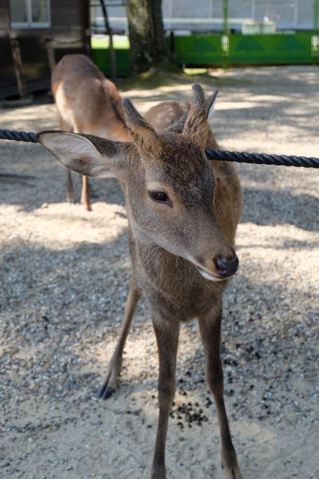 鹿さんも沢山いました。<br />シエスタしてる鹿さんもばっかだったけど、この子は寄ってきてくれました。