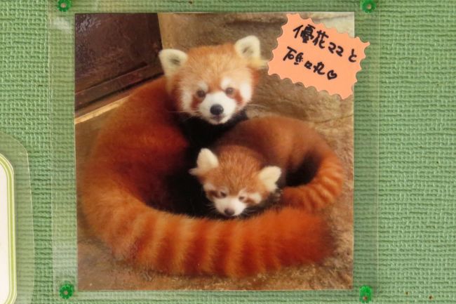 初秋のレッサーパンダ紀行【9】 とべ動物公園 ありがとう