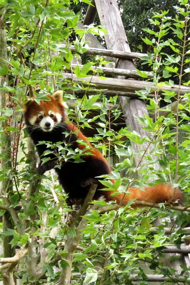 初秋のレッサーパンダ紀行【9】 とべ動物公園 ありがとう