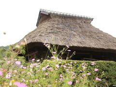 忍野八海　菖蒲池の近くにある茅葺屋根とコスモス

こんな秋の景色を期待していたのですが、
コスモスはあまり植えられていませんでした。