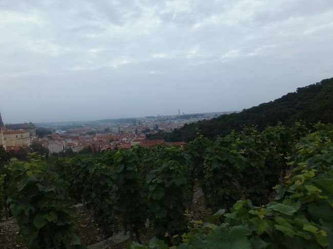 【ストラホフ修道院】<br /><br />最終日です。<br /><br />少し青空も見えています。今日はプラハ城へ。<br />プラハ城がある丘にゆっくりと登りますが、まずはストラホフ修道院へ。<br /><br />ブドウ畑がありました