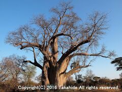 ビッグ・ツリー(Big Tree)

滝の上流にある巨大なバオバブの木(Baobab)です。


ビッグ・ツリー：https://en.wikipedia.org/wiki/Big_Tree_at_Victoria_Falls
バオバブ：https://ja.wikipedia.org/wiki/%E3%83%90%E3%82%AA%E3%83%90%E3%83%96