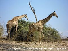 意外とすばしこいキリン(Giraffa camelopardalis)。


キリン：https://ja.wikipedia.org/wiki/%E3%82%AD%E3%83%AA%E3%83%B3