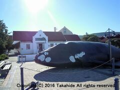 クジラ館(Whale House Museum)

入り口前の広場に実物大の模型がおかれた博物館です。


クジラ館：http://www.southafrica.net/za/en/articles/entry/article-southafrica.net-whale-house-museum