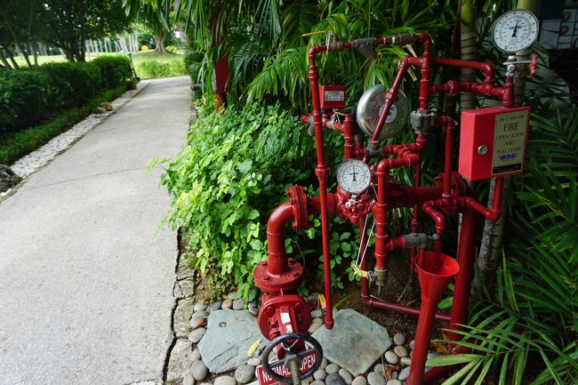 緑の中に赤が映える！