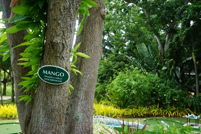 マンゴーの木が♪