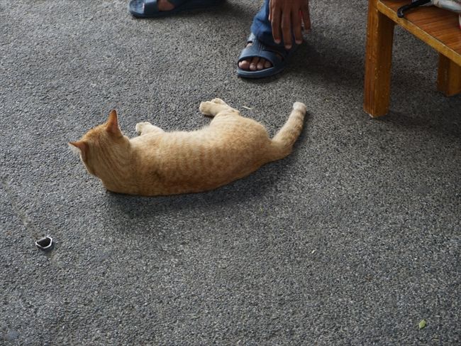 にゃんこ！！<br /><br />うー、可愛すぎる(≧∇≦*)