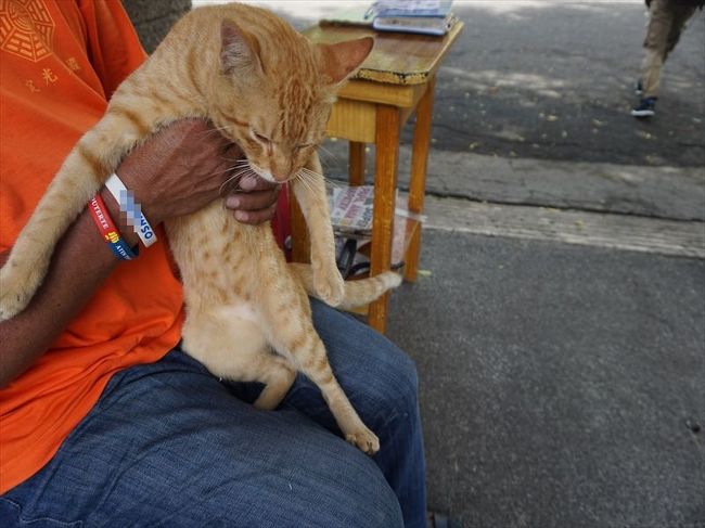 このにゃんこー！！<br /><br />守衛さんが優しくて、<br />私が寄って写真を撮ろうとすると、<br />抱え上げてくれました☆(*^o^)<br /><br />可愛すぎるーーーーー！！(≧∇≦*)