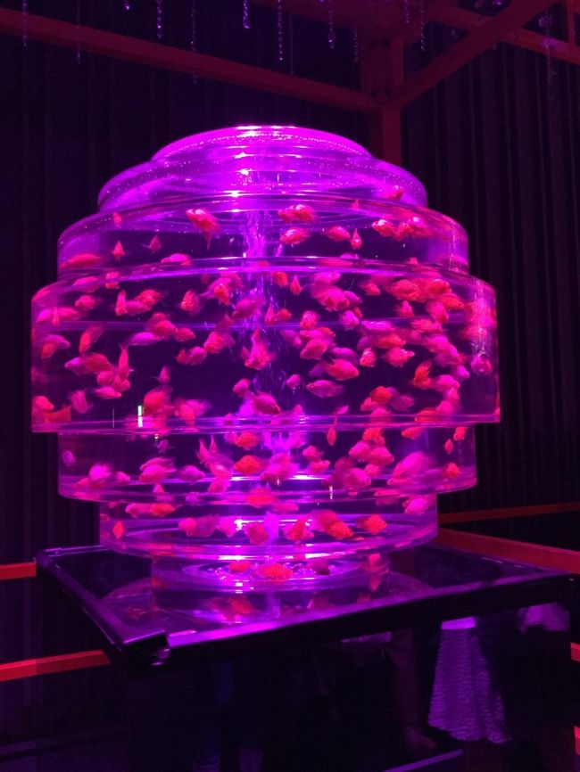 すごい数の金魚！