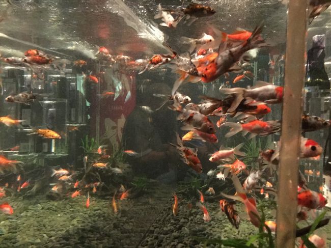 色んな種類がいました