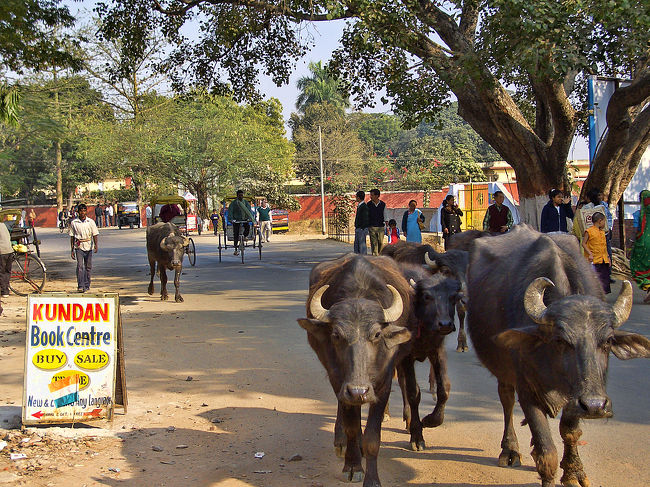 通りを悠然と歩く牛たち。