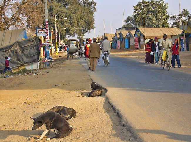 野良犬が多い。