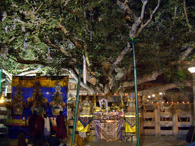 紀元前4世紀か5世紀頃(諸説ある)、35才の仏陀は菩提樹の下で悟りを開いたといわれています。<br /><br />しかし現在残っているこの菩提樹は、当時釈迦が悟りを開いたときにあったものではなく、挿し木を他の土地で成長させたものを再びこの地に植えたもの、だそうです。