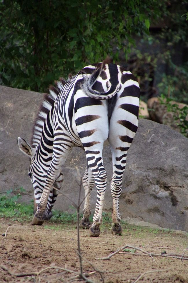 レッサーパンダの赤ちゃんに会いたくて 日帰りできる仙台で１泊 八木山動物公園１日半 ４ 草食動物 小動物さまざまさ 夕方と朝のアフリカ圏 遊び上手なニホンザル 外にいるアフリカゾウたちにやっと会えた 仙台 宮城県 の旅行記 ブログ By まみさん フォー
