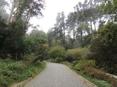 まず、ペーナ宮殿見学。こちらは宮殿へ続く森。

大航海時代のポルトガル、当時世界中から集められた植物が植えられた人口の森です。
日本からの大木もあるとか・・・。
しかし高地なので、予想外に寒い、寒い！
リスボン街中は真夏のような暑さでしたので、まさか、ここまで寒いとは思いませんでした。
上着は必須でしたぁ！