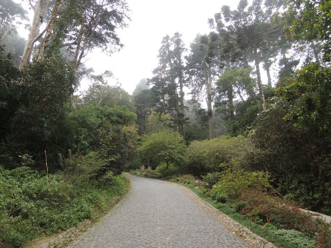 まず、ペーナ宮殿見学。こちらは宮殿へ続く森。<br /><br />大航海時代のポルトガル、当時世界中から集められた植物が植えられた人口の森です。<br />日本からの大木もあるとか・・・。<br />しかし高地なので、予想外に寒い、寒い！<br />リスボン街中は真夏のような暑さでしたので、まさか、ここまで寒いとは思いませんでした。<br />上着は必須でしたぁ！