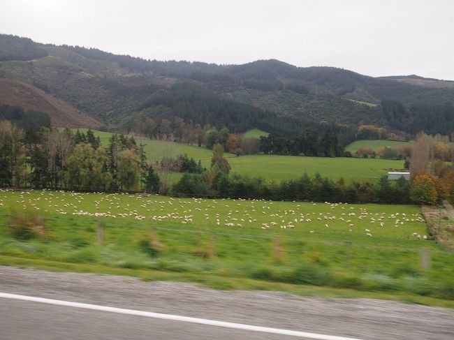 横に羊牧場をみながら
