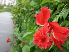 近くなのでブセナリゾートにも寄ってみました。
