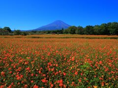9：30　山中湖/花の都公園

天気がいいので花富士を見に来た。
キバナコスモスは見頃終盤。


屋外無料エリア有り
駐車場　300円