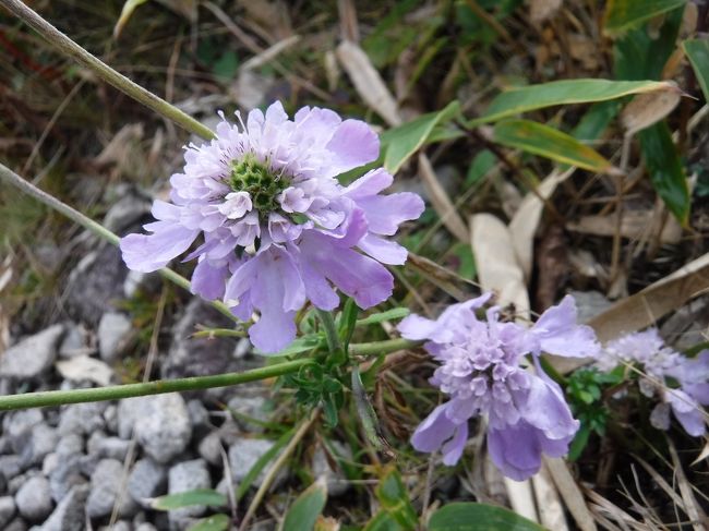 何輪か残っていたマツムシソウの先残り。