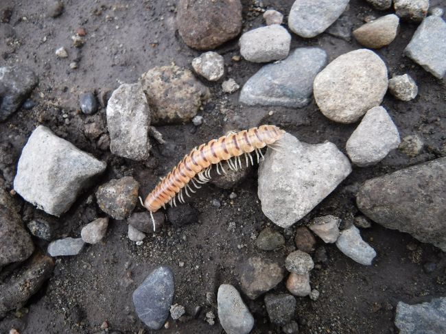 ぎえ～～！<br />足元にいっぱいいたヤスデ。<br />頂上にいっぱいいた。