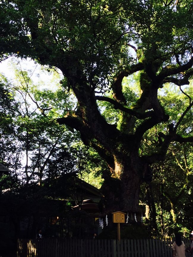 樹齢千年以上とも言われる大楠！