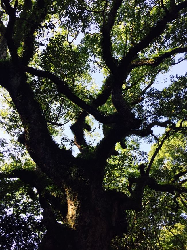 そんな事を感じさせない立派な木です。
