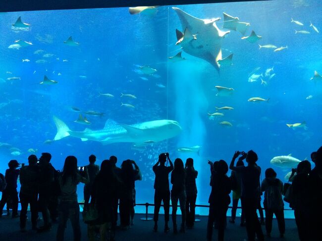 巨大マンタとジンベエザメの共演は、圧巻！！