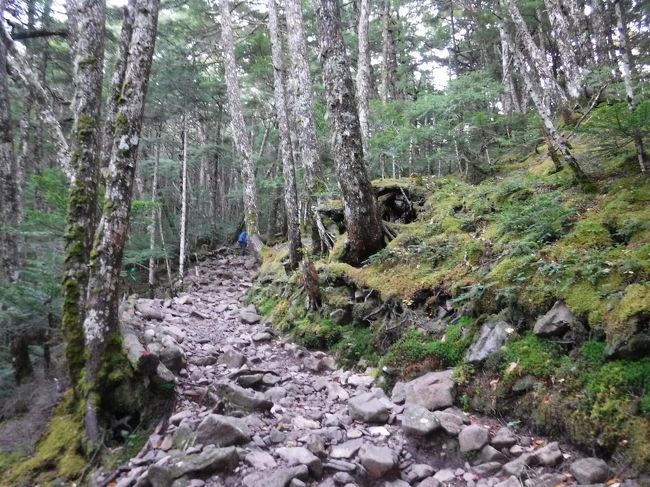 いい雰囲気の森で、楽しい。