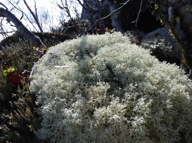 岩場に隠れるようにふさふさタップリのコケ。