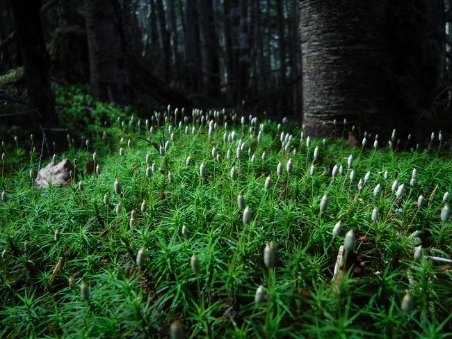 蓼科山頂ヒュッテで、おしるこを頂く。<br />しかもこたつまであったので、お尻に根っこが生えそうだった。<br />