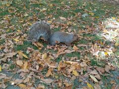 　モンロワイヤル公園
　セントローレンス川の中州にある標高234ｍの丘。
　人懐こいリスがいました。
餌が欲しいようで寄ってきました。
　自然の物に餌をやってもいけないし、綺麗な落ち葉でも、持ち帰ってはいけません。