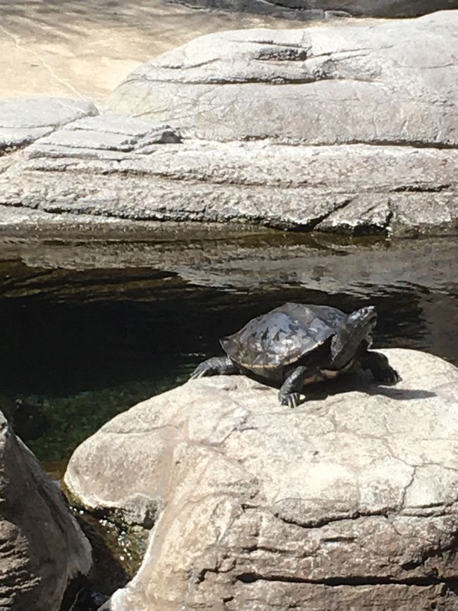 ヒルトンの亀さんにもバイバイをして…<br /><br /><br />