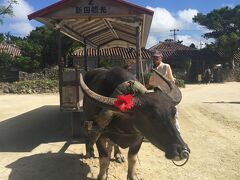 新田観光で予約し、水牛車に乗りました。
私たちが乗ったのは、ぴーすけくんの引く水牛車。
オスですが、花飾りがかわいいです。
そして、ゆっくりですが、とても力持ちで狭い道も正確に歩いて行きます。