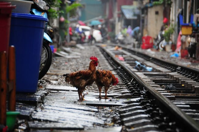 雨上がりの線路とニワトリ二羽。<br />お気に入りの風景となりました。